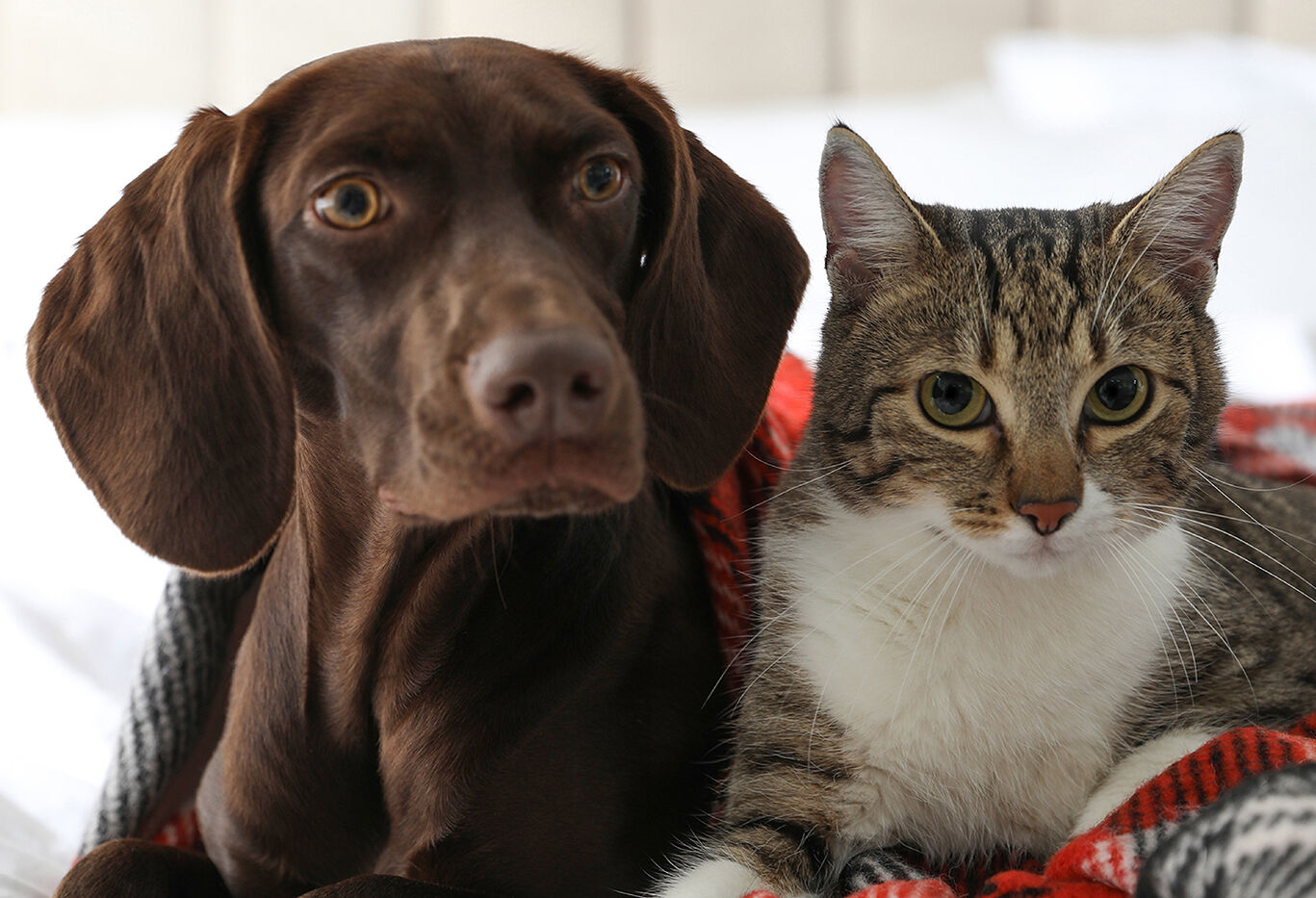 cat and dog cat and dog